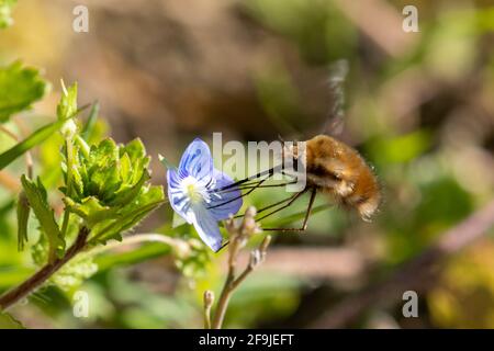 Dunkelkantige Bienenfliege (Bombylius major), die im April in Großbritannien auf einer Germander-Speedwell-Blüte (Veronica chamaedrys) nektariert Stockfoto