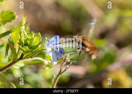 Dunkelkantige Bienenfliege (Bombylius major), die im April in Großbritannien auf einer Germander-Speedwell-Blüte (Veronica chamaedrys) nektariert Stockfoto