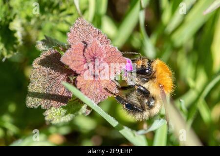 Die Hummelart Bombus pascuorum, eine Hummel, ernährt sich im Frühjahr von Nektar aus der purpurroten, toten Brennnessel Lamium pureum, Großbritannien Stockfoto