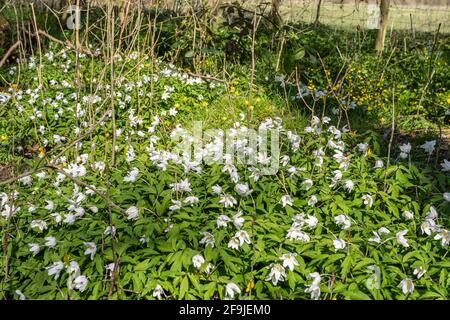 Teppich aus Holzanemonen (Anemone nemorosa) in altem Waldhabitat im April, UK Frühling Wildblumen. Stockfoto