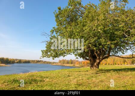 Großer, weitläufiger Baum am See an einem Herbsttag Stockfoto