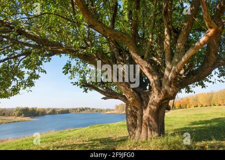 Großer, weitläufiger Baum am See an einem Herbsttag Stockfoto