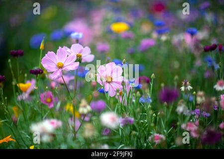 Farbenfroher Hintergrund mit wilden Blumen in einem verschwommenen Bokah, aufgenommen für den Kopierraum und Textüberlagerung mit Kosmos und Kornblumen Stockfoto