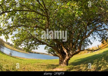 Großer, weitläufiger Baum am See an einem Herbsttag Stockfoto