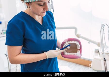 Zahnärztin mit Handschuhen, die auf einem Kiefermodell zeigen, wie man die Zähne mit Zahnbürste richtig und richtig reinigt. Stockfoto