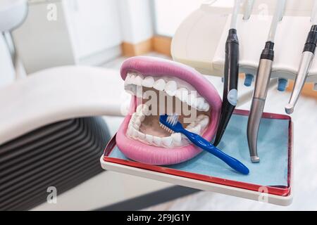 Zahnersatz, zahnmedizinisches Kiefermodell und Zahnbürste im Zahnarztbüro reinigen. Stockfoto