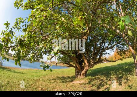 Großer, weitläufiger Baum am See an einem Herbsttag Stockfoto