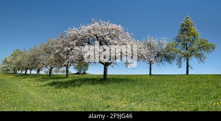 Blühender Apfelbaum in einer Baumreihe in einem Alter Obstgarten Stockfoto