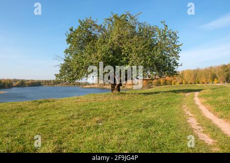 Ländlicher Weg zu einem großen Baum am See An einem Herbsttag Stockfoto