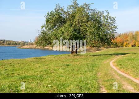 Ländlicher Weg zu einem großen Baum am See An einem Herbsttag Stockfoto