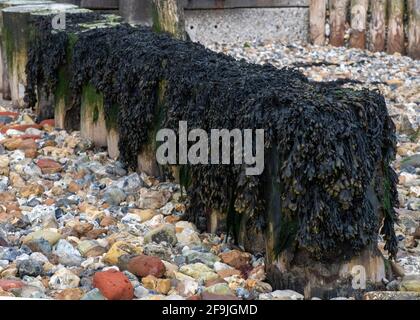 Gutweed (Ulva intestinalis) Seegras über einer Küsten-Holzkrümmen auf einem Kiesstrand, kopieren Raum oben und unten Ecke Stockfoto