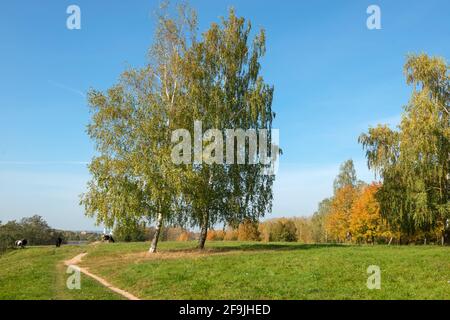 Ländlicher Weg zu einer großen, sich ausbreitenden Birke am See An einem Herbsttag Stockfoto