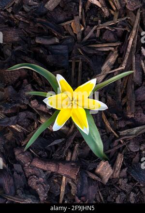 Nahaufnahme eines lebhaften tulipa tarda eine gelbe und weiße sternförmige Blütenart der Tulpe, auf einem Holzchip-Hintergrund für Text-Overlay Stockfoto