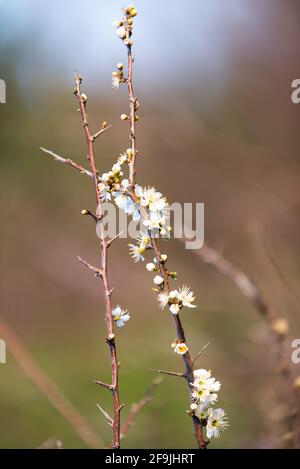 Weiße Wildblumen auf einer Wiese Stockfoto