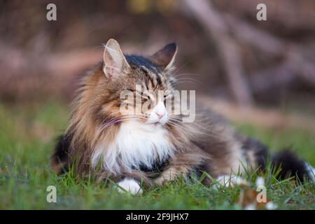 Norwegische Waldkatze ruht auf einer Wiese. Nickerchen Stockfoto