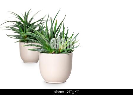 Zwei Sukkulenten im Topf isoliert auf weiß. Stockfoto