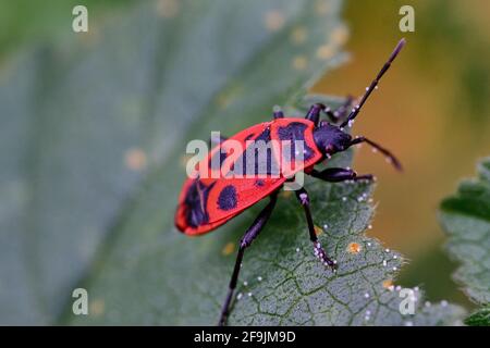 Makrofotografie von Insekten, bekannt als Feuerwanzen, einige paaren sich. Stockfoto