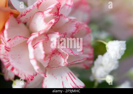 Rosa Nelke in einem Blumenstrauß Nahaufnahme. Blumenhintergrund, Vollformat, geringe Schärfentiefe. Das Konzept des Muttertags, 8. März, Valentinstag. Fl Stockfoto