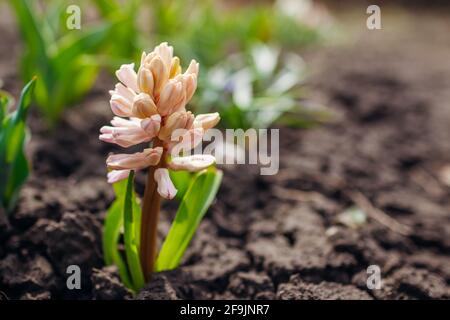 Rosa Hyazinthen blühen im Frühlingsgarten zwischen Tulpen. Der April blüht. Platz Stockfoto