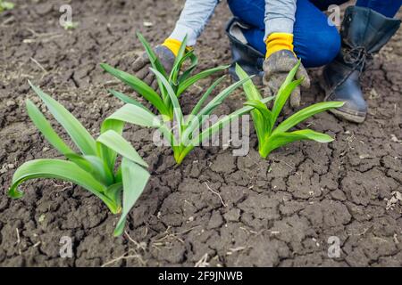 Gärtner bewundert den Anbau von Allien im Frühlingsgarten. Große grüne Blätter tauchte aus dem Boden auf. Frau trägt schmutzige Handschuhe im Freien, die Pflanzen berühren Stockfoto