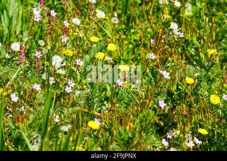 Wilde Blumen, Lyon, Frankreich Stockfoto