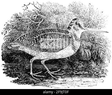 Ein Vogel, der von Thomas Bewick aus 'The History of British Birds' von graviert wurde Stockfoto