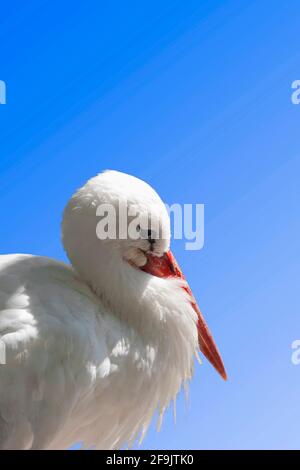 Weißstorch Ciconia ciconia, Stockfoto