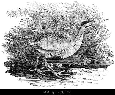 Ein Vogel, der von Thomas Bewick aus 'The History of British Birds' von graviert wurde Stockfoto