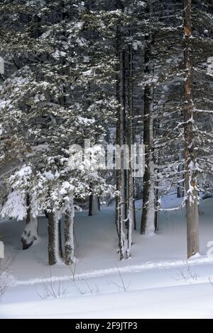 Schnee im Wald, Vitosha Berg, Bulgarien, Stockfoto
