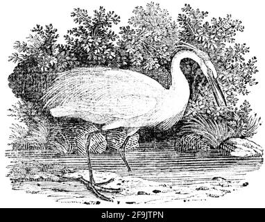 Ein Vogel, der von Thomas Bewick aus 'The History of British Birds' von graviert wurde Stockfoto