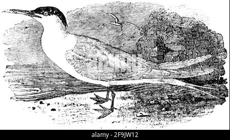 Ein Vogel, der von Thomas Bewick aus 'The History of British Birds' von graviert wurde Stockfoto