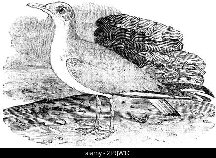 Ein Vogel, der von Thomas Bewick aus 'The History of British Birds' von graviert wurde Stockfoto