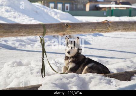 Der sibirische Husky, der treue Freund des Menschen, liegt im Schnee. Der furchtlose Jagdhund wartet auf seinen Besitzer. Die Leine ist in den Strahlen der Abendsonne an einen Mast eines Holzzauns gebunden. Stockfoto