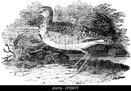 Ein Vogel, der von Thomas Bewick aus 'The History of British Birds' von graviert wurde Stockfoto