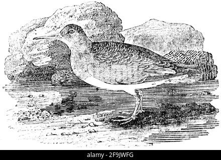 Ein Vogel, der von Thomas Bewick aus 'The History of British Birds' von graviert wurde Stockfoto