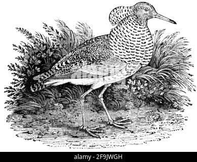 Ein Vogel, der von Thomas Bewick aus 'The History of British Birds' von graviert wurde Stockfoto