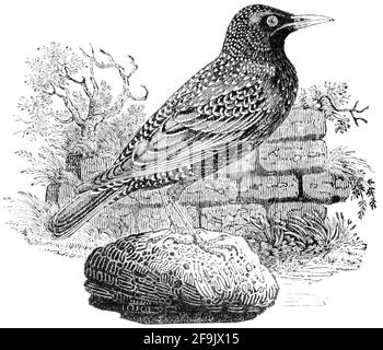 Ein Vogel, der von Thomas Bewick aus 'The History of British Birds' von graviert wurde Stockfoto