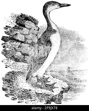 Ein Vogel, der von Thomas Bewick aus 'The History of British Birds' von graviert wurde Stockfoto