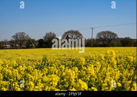 Strahlender Sonnenschein und blauer Himmel stehen im Kontrast zu gelben Rapsblüten (Brassica Napus subsp. Napus) in der Landschaft von Shropshire. Stockfoto