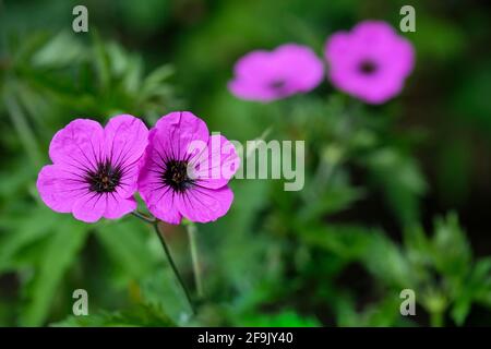 Geranium „Ann Folkard“. Cranesbill „Ann Folkard“. Lila Blüten mit schwarzen Augen und Adern Stockfoto