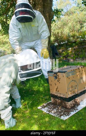 Zwei Bienenzüchter fangen einen Bienenschwarm ein - John Gollop Stockfoto