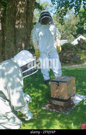 Zwei Bienenzüchter fangen einen Bienenschwarm ein - John Gollop Stockfoto