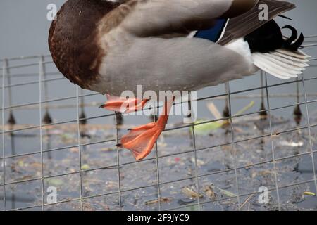 Männlicher Mallard. Anas platyrhynchos (Anatidae) mit Fokus auf die Füße, während es auf einem Drahtkorb auf dem See in Abington Park, Northampton, Englan steht Stockfoto