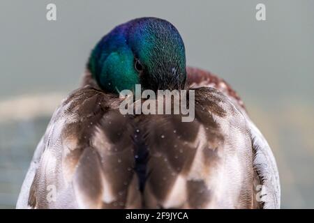 Mallard. Anas platyrhynchos (Anatidae) am frühen Morgen in Abington Park, Northampton, England, Großbritannien. Stockfoto