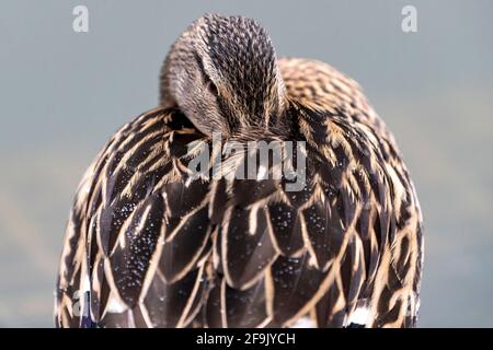 Mallard. Anas platyrhynchos (Anatidae) am frühen Morgen in Abington Park, Northampton, England, Großbritannien. Stockfoto