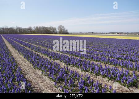 Felder Der Blauen Und Gelben Gemeinen Hyazinthen, Garten Hyazinthen Hyazinthus Orientalis , In Der Nähe Des Nord-Holland-Dorfes Bergen Im Frühjahr. In Der Ferne Stockfoto