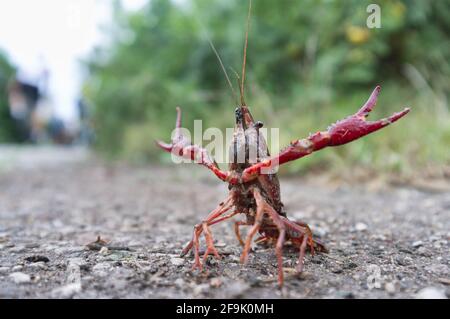 Rote Sumpf Langusten (procambarus Clarkii) für den Angriff auf der Straße bereit Stockfoto