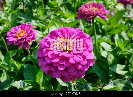 Zinnia elegans 'Purple Prince'. Zinnia „Purple Prince“ Stockfoto