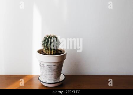 Kleine Topfkaktus Pflanze auf Holztisch in der Nähe der weißen wal Stockfoto