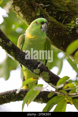 Gelber Amazonaspapagei, der auf einem Zweig in Costa Rica thront Stockfoto